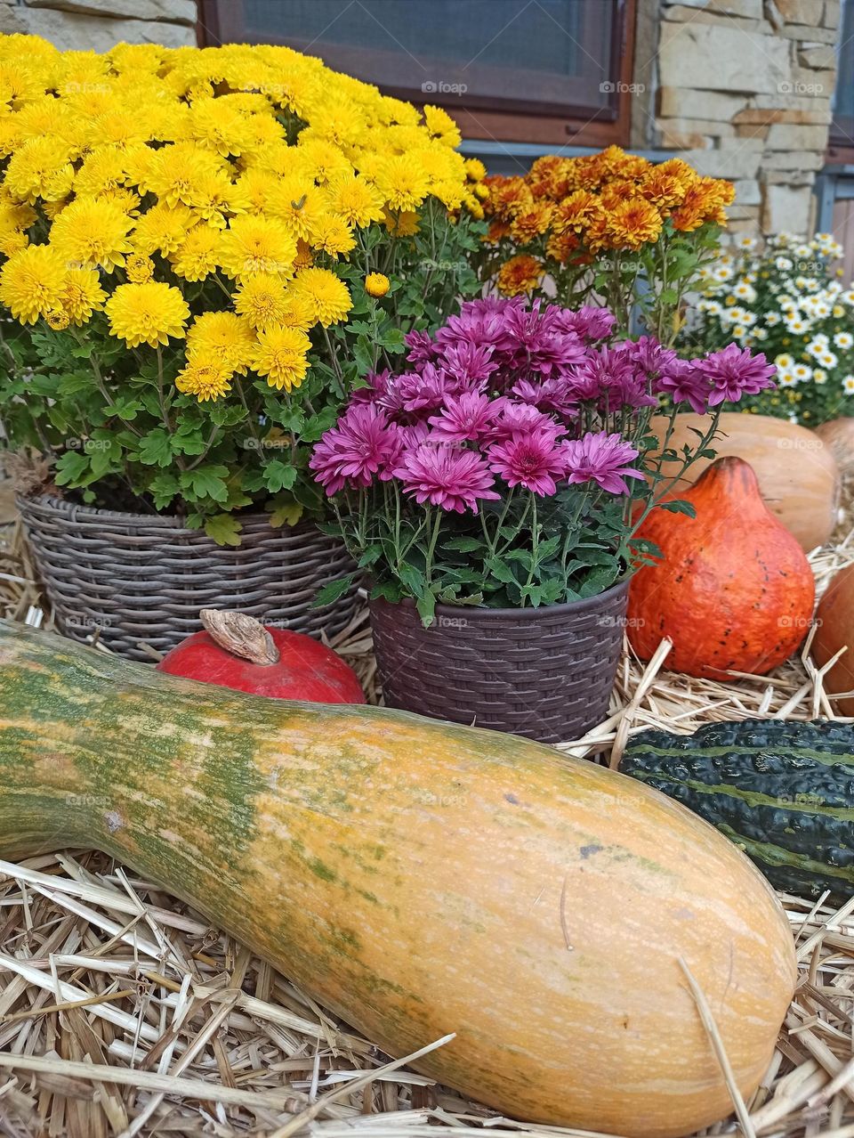 Fall Wins! (Bonus Exclusive Mission)