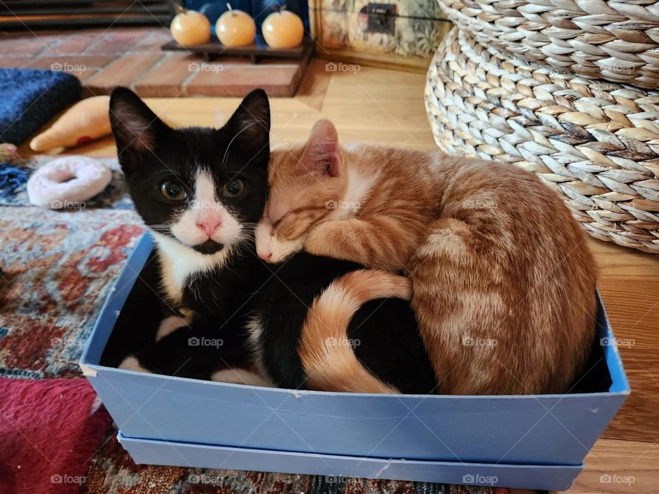 best friends of a black and white tuxedo kitten and sibling orange and white tabby kitten sleeping and cuddling in a blue cardboard box.