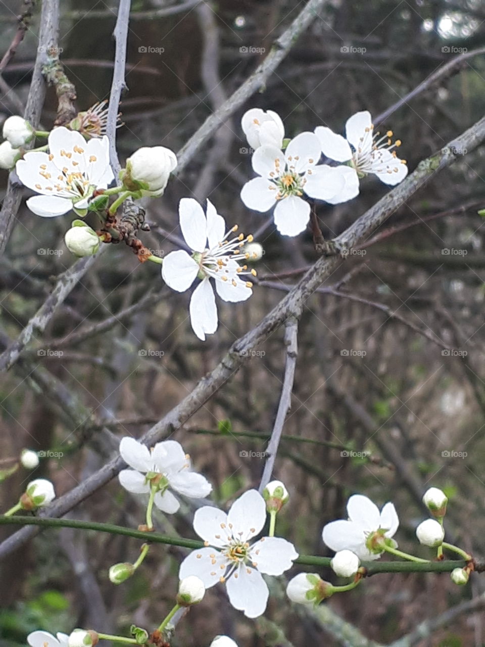 Glimpses Of Spring