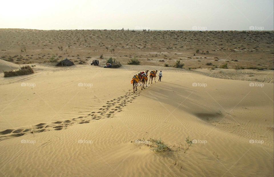 Camels, Jaisalmer
