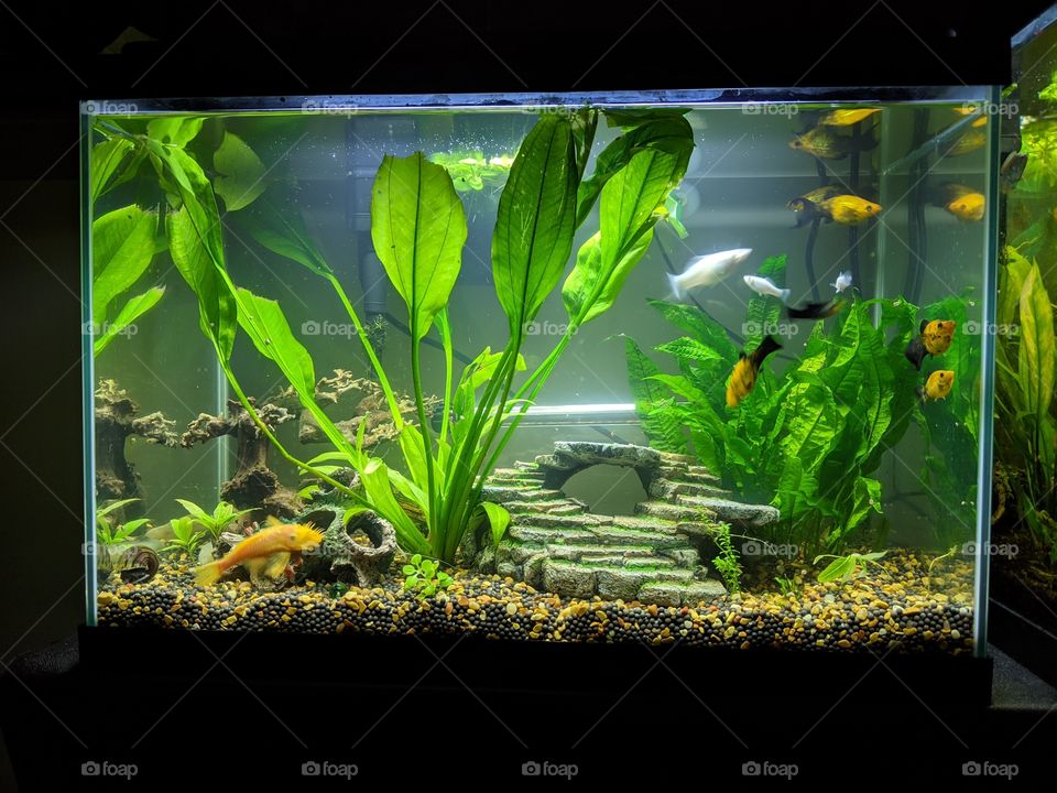 Albino Bristlenose Pleco and Molly family live planted freshwater aquarium