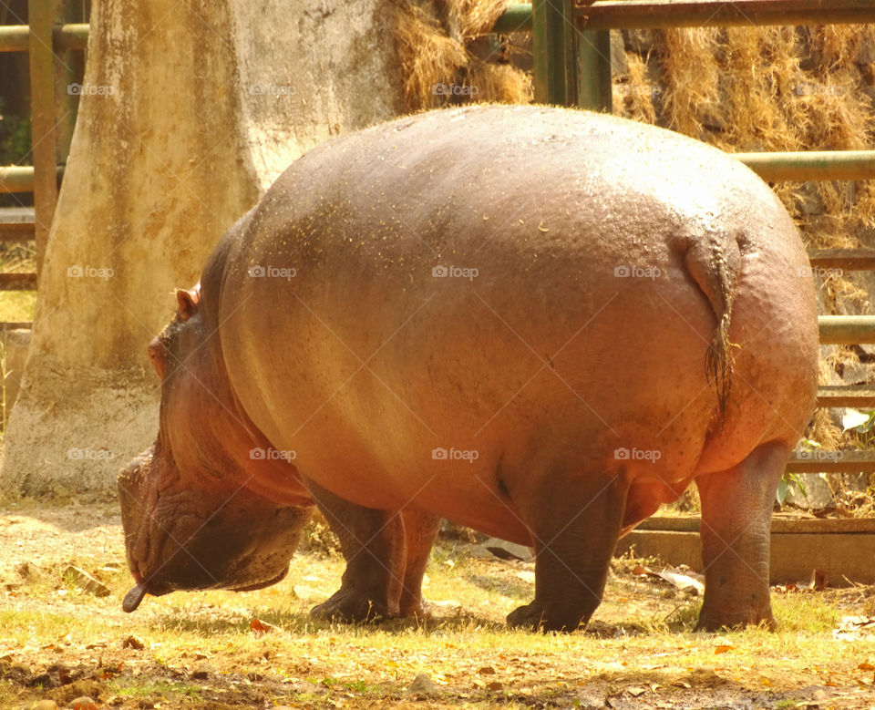 Hippo. took this pic in the zoo..he just came out from his pool n was heading back to his shed..
