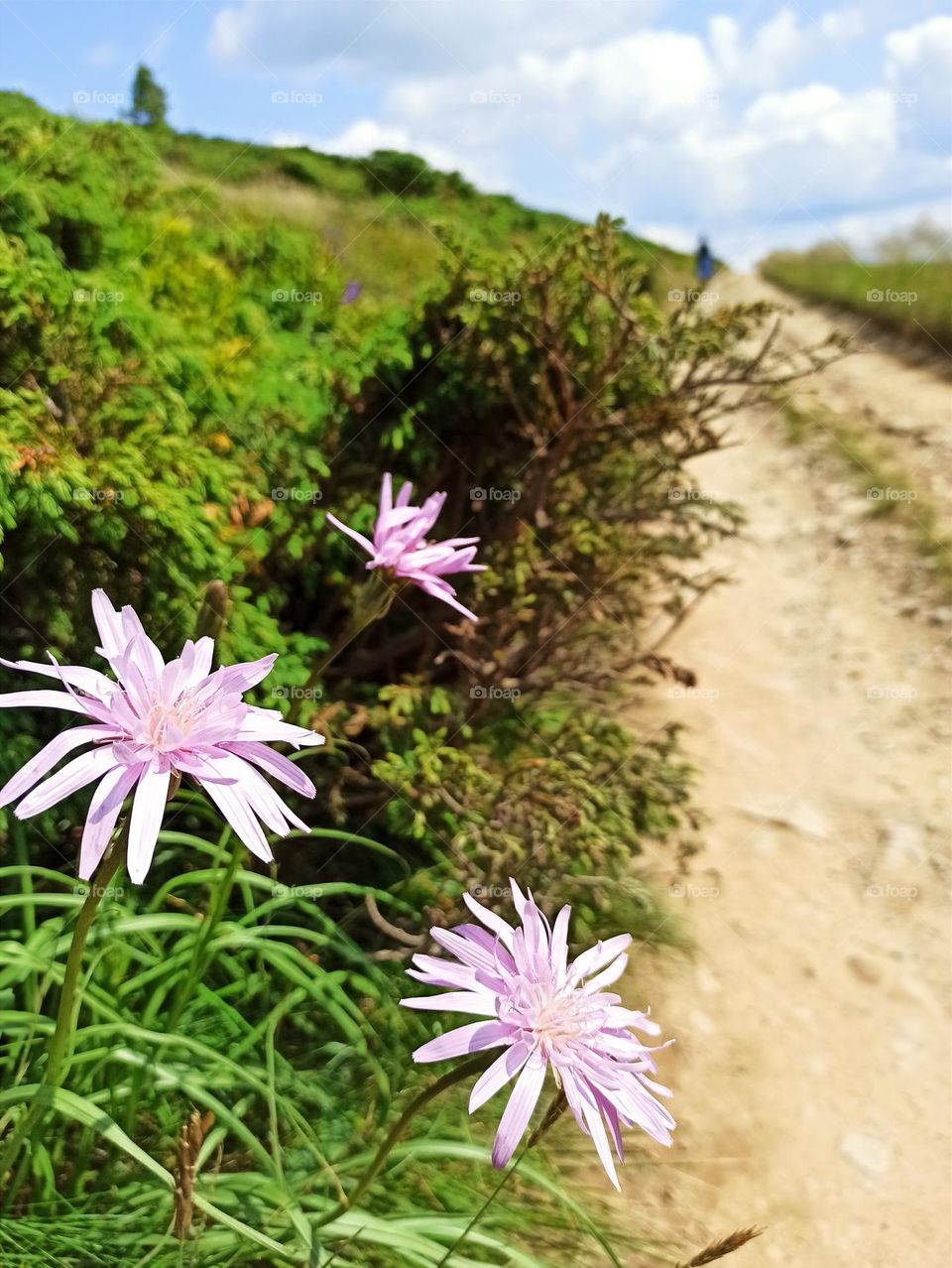 Your favourite travel destination
My beloved Carpathians. Green flower meadows. Cows with bells around their necks. Unforgettable trip across Ukraine. Mountains Dragobrat. Magnificent nature.