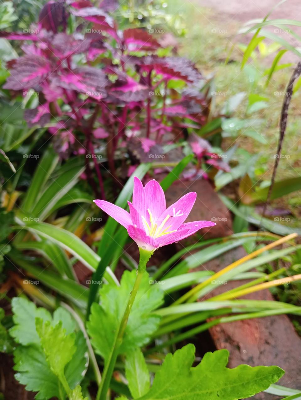 indian lily flower. pink colour flower is the monsoon season.