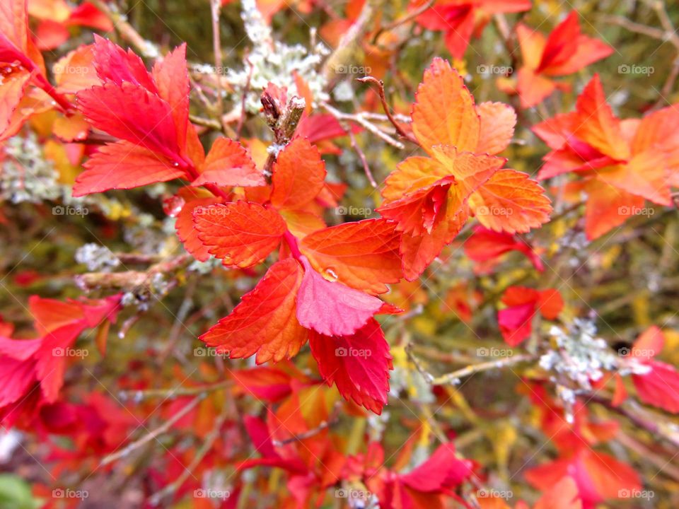 Spring leaves