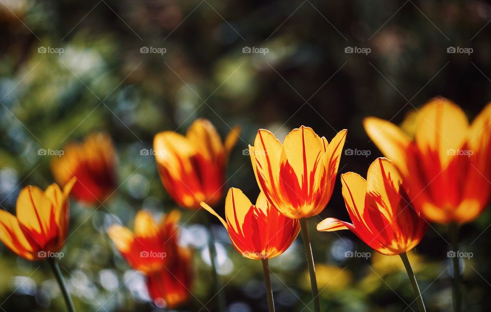 Tulips