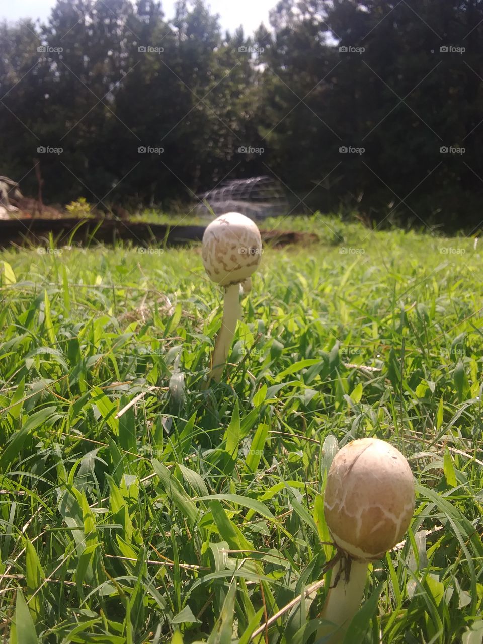 mushrooms growing wild