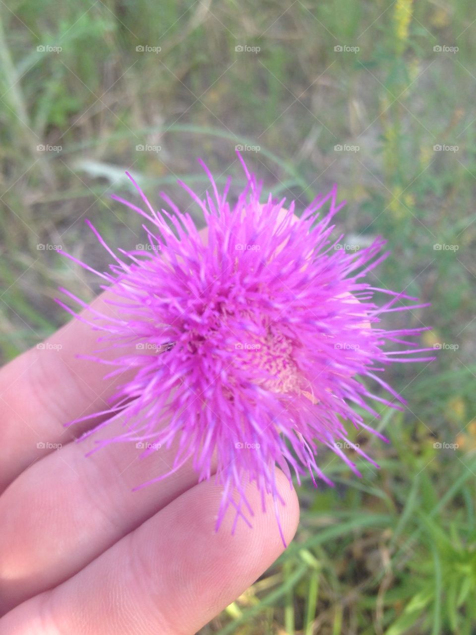Purple knapp weed
