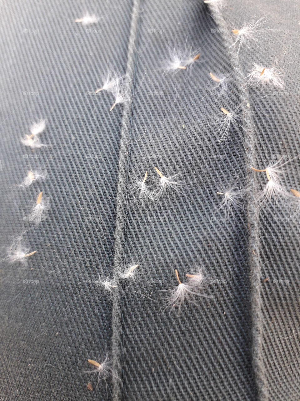 seed dandelion pant green cloth fabric couture