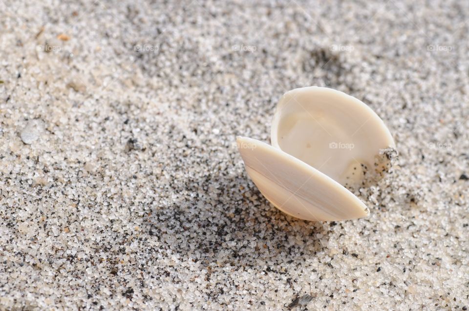 High angle view of seashell