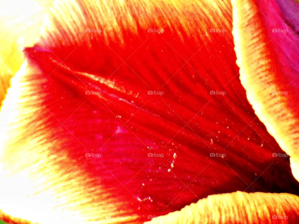 Close up of  a beautiful tulip in Indiana 