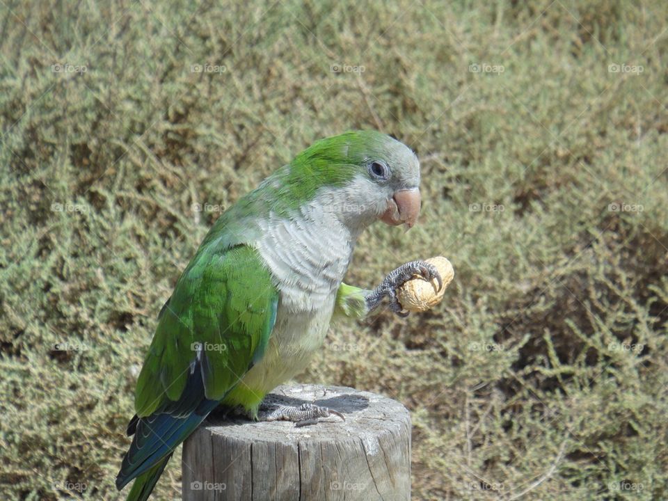 Wild parrot eating a peanut