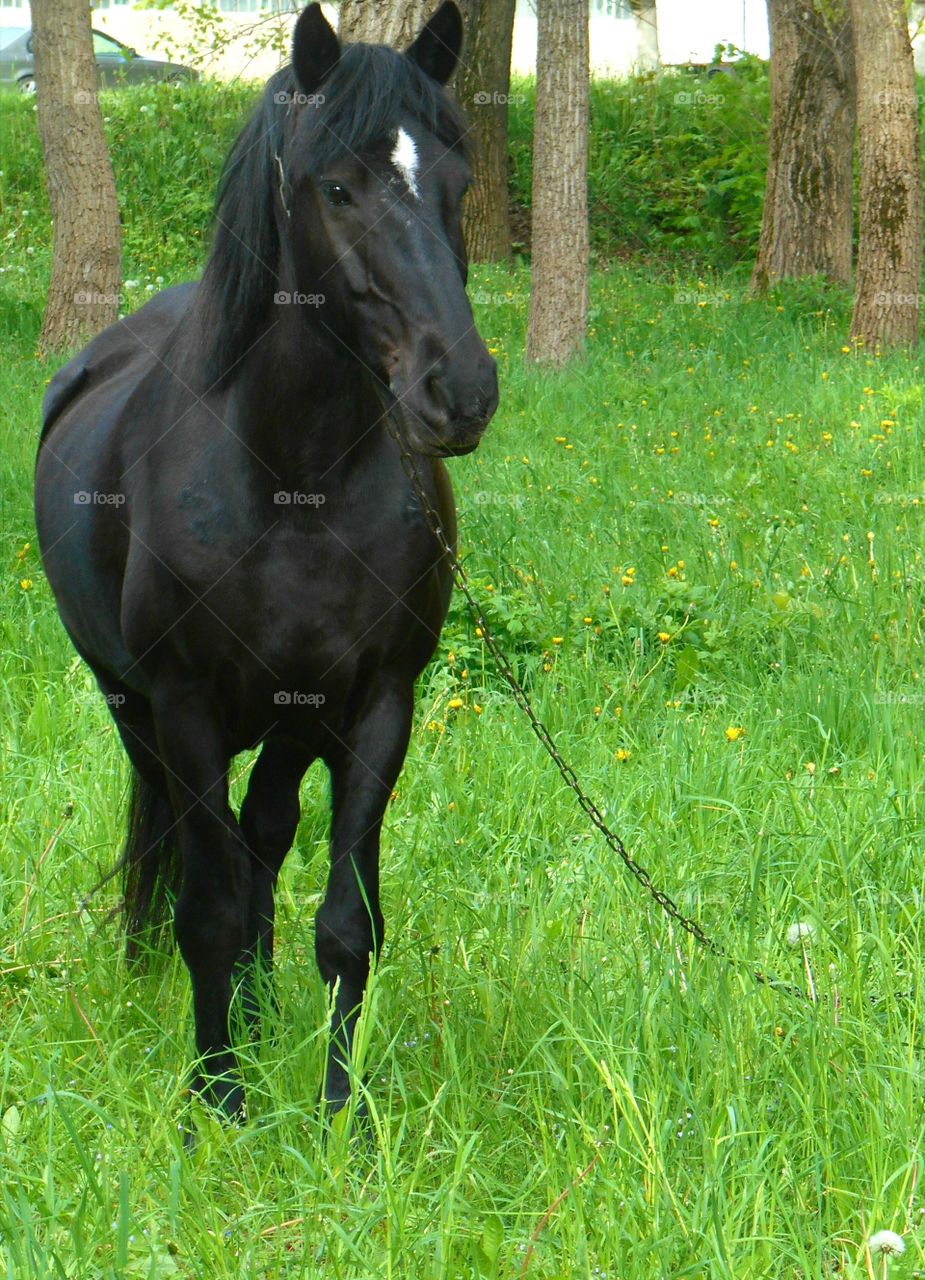 Horse, Mammal, Pasture, Cavalry, Animal