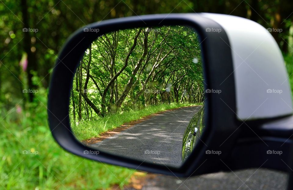 View of the woods in my wing mirror