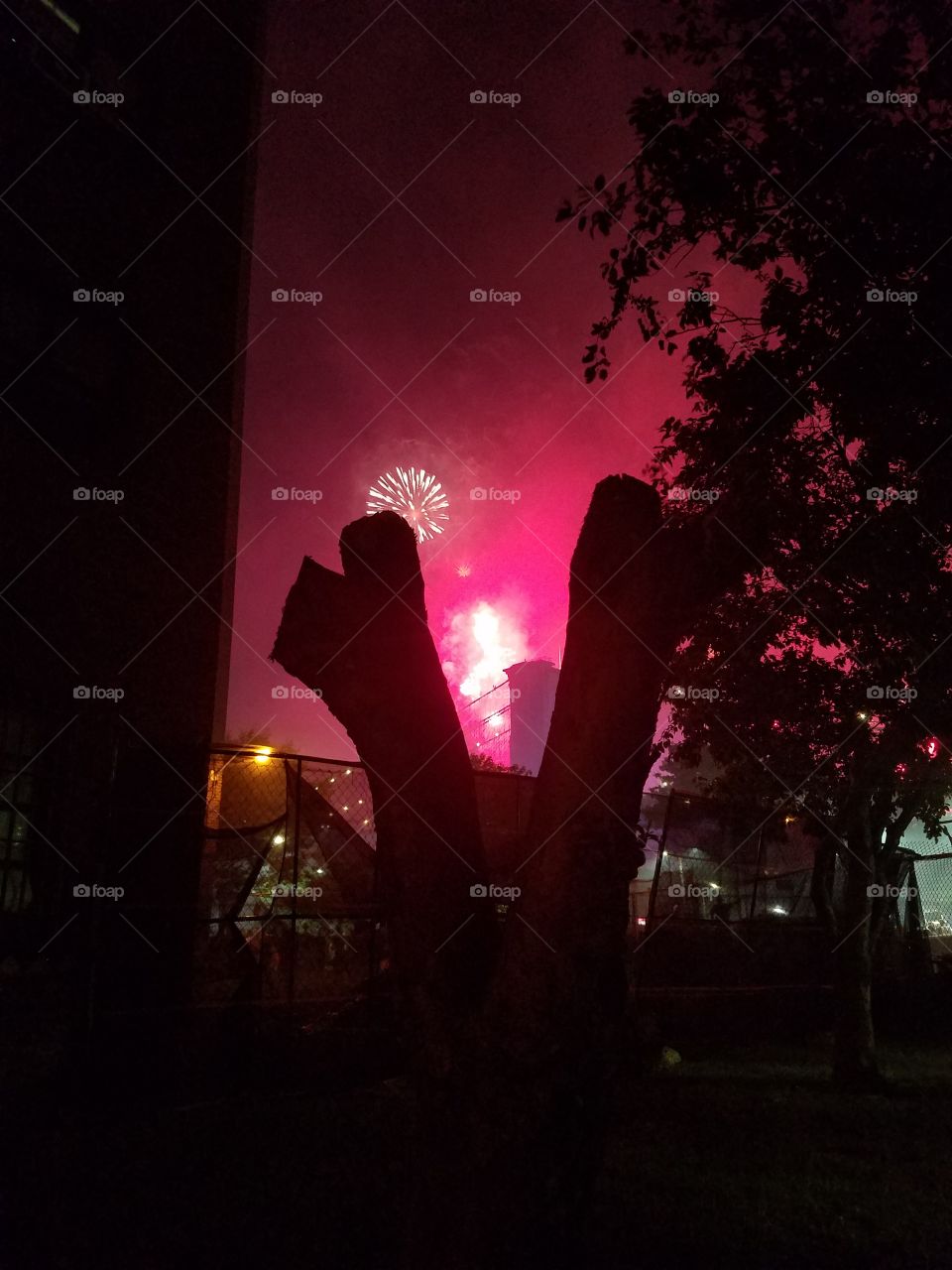 Fireworks through tree