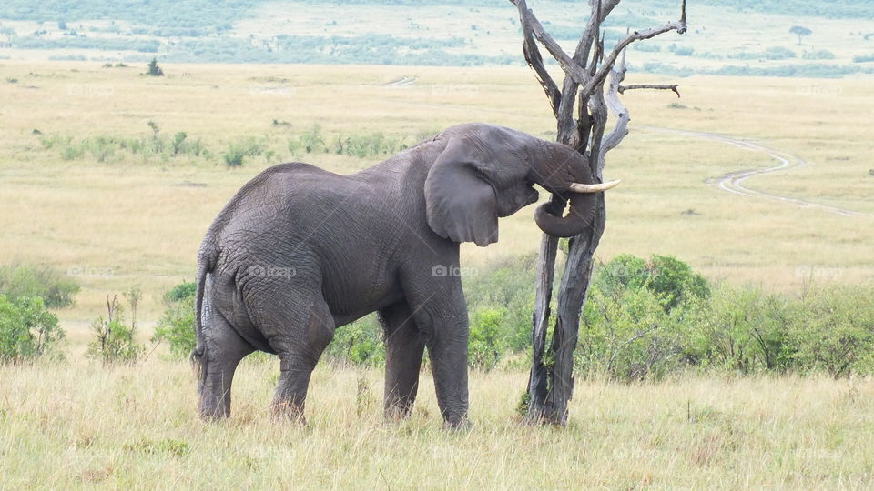 Elephant taking a tree down