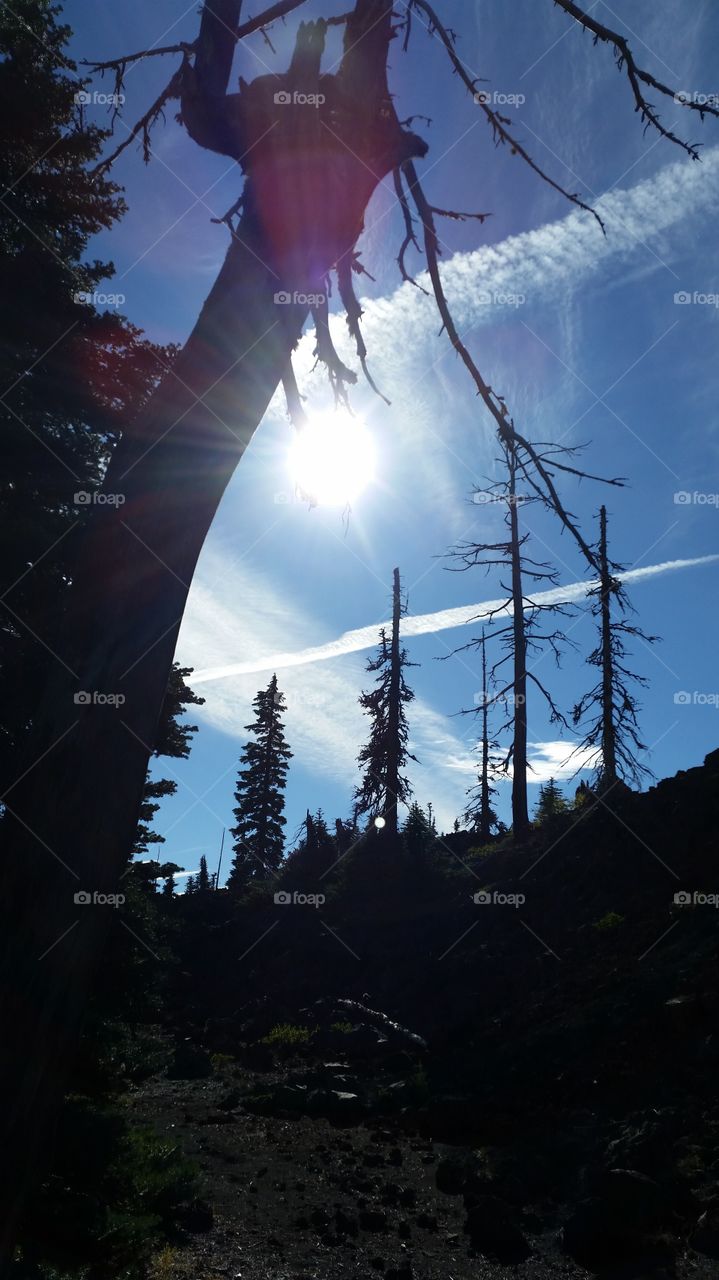 high mountain sky with chem trails and fir trees