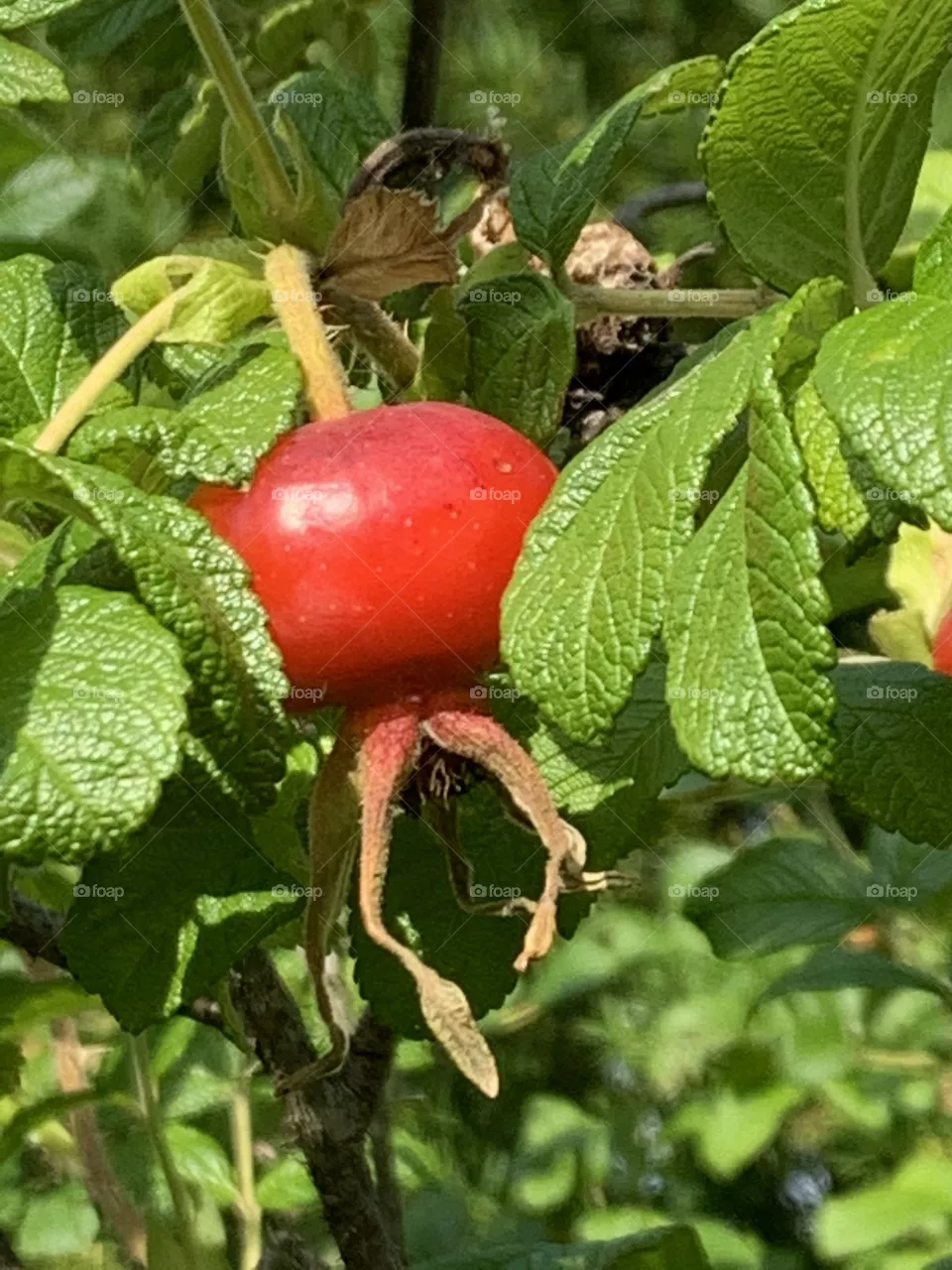 rose hip