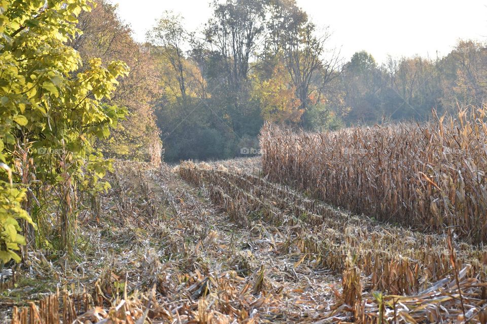 A partially harvested corn field on a fall morning