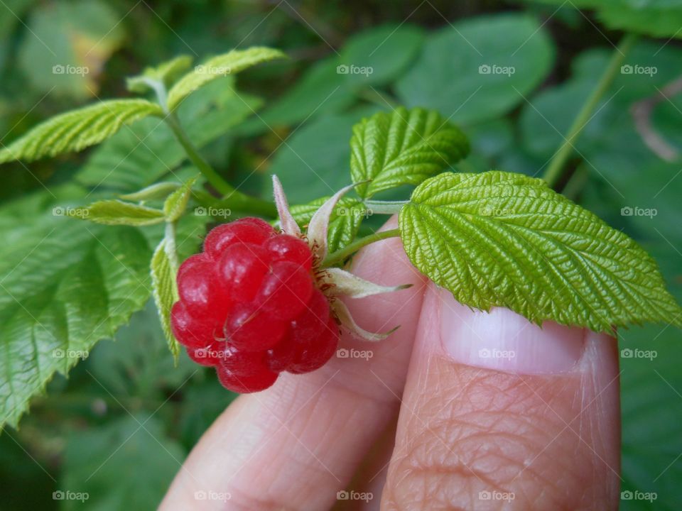 ripe raspberry in hand