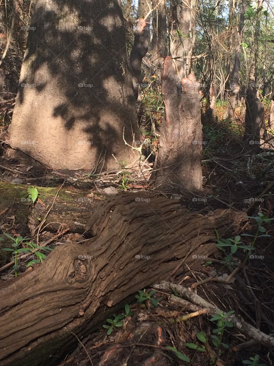 Driftwood in cypress stumps in swap