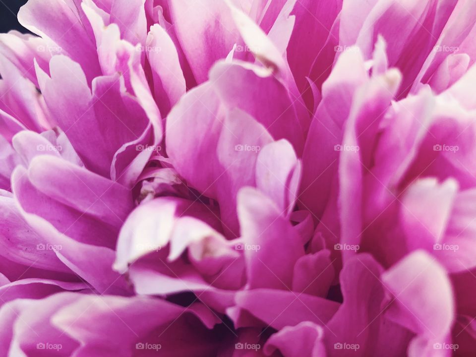 Closeup of beauty flower.Macro photo