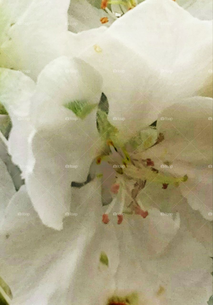 Яблоня в цвету