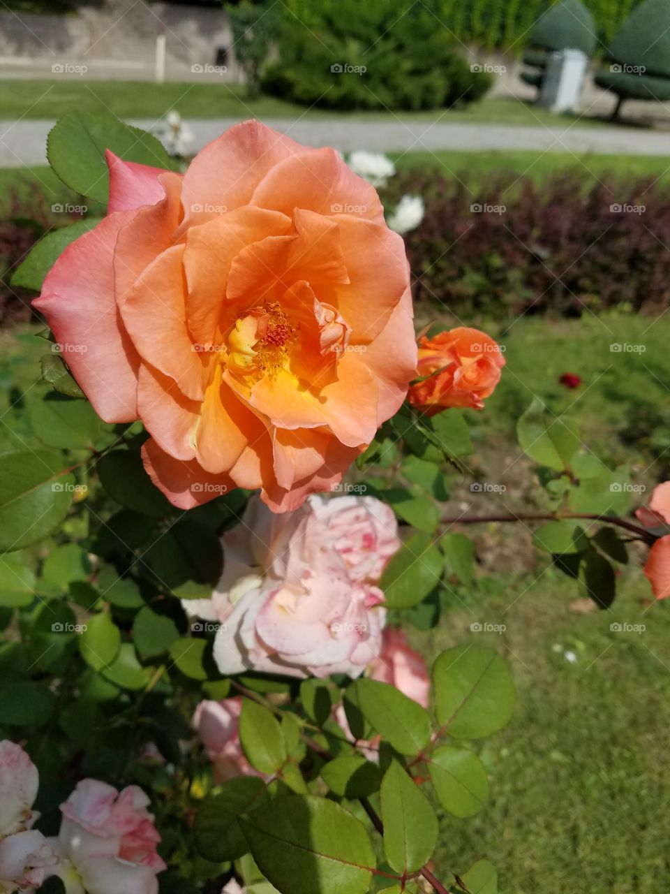 multi colored rose bush in dikman vadesi park in Ankara Turkey