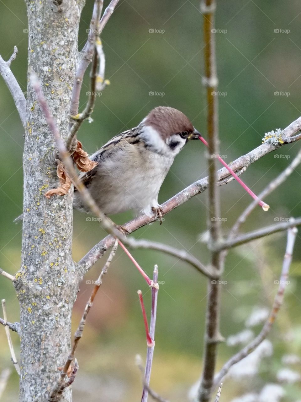 Little sparrow
