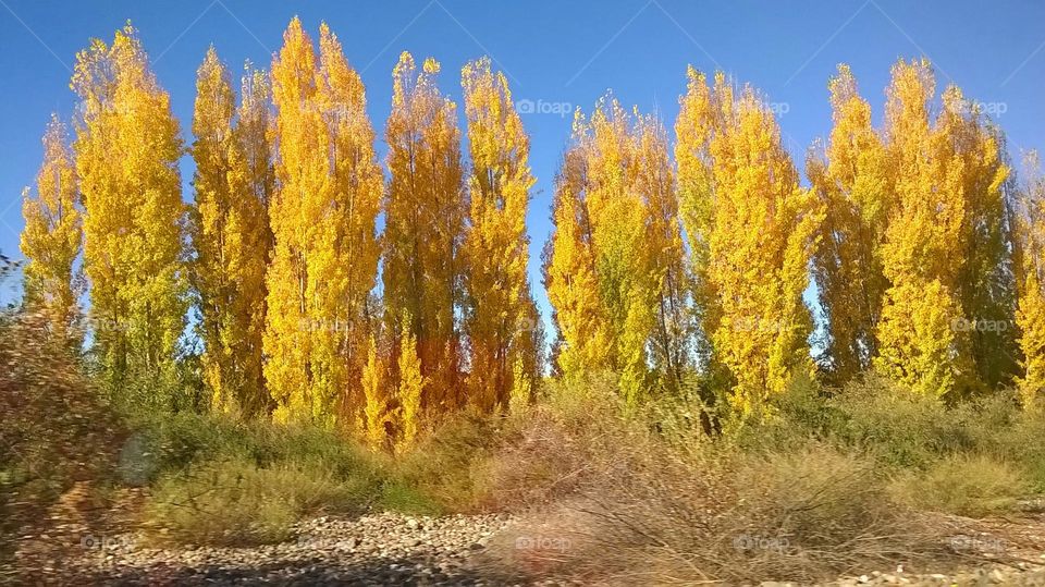 colores de otoño en Mendoza