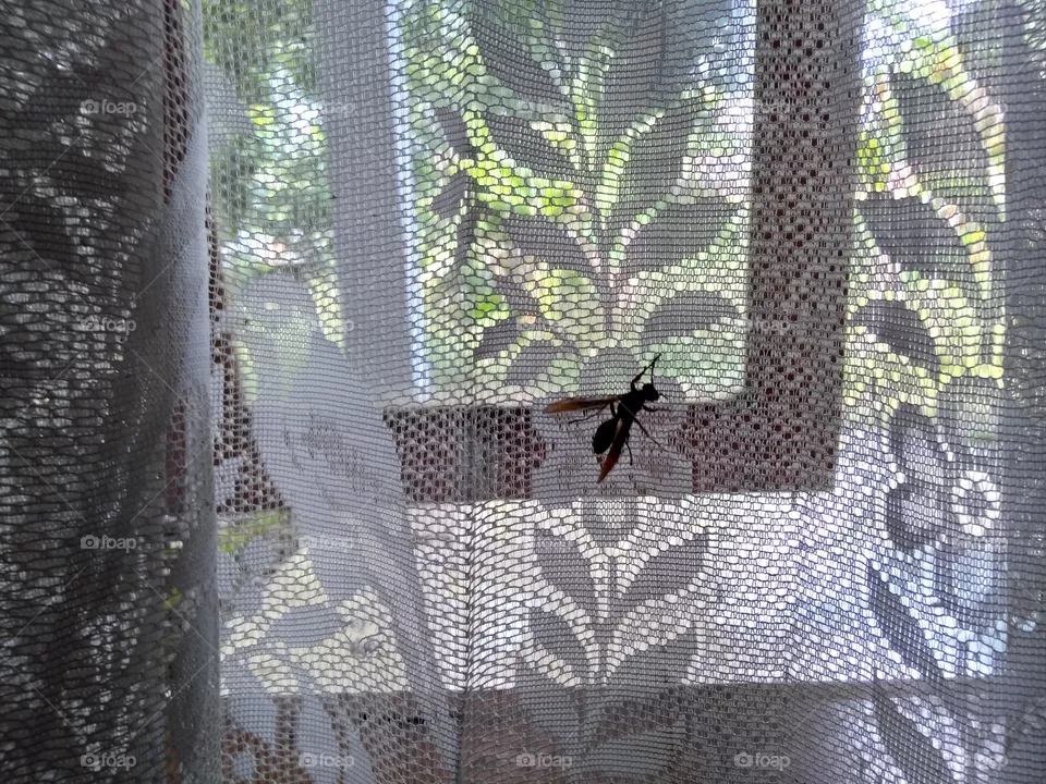 Insect