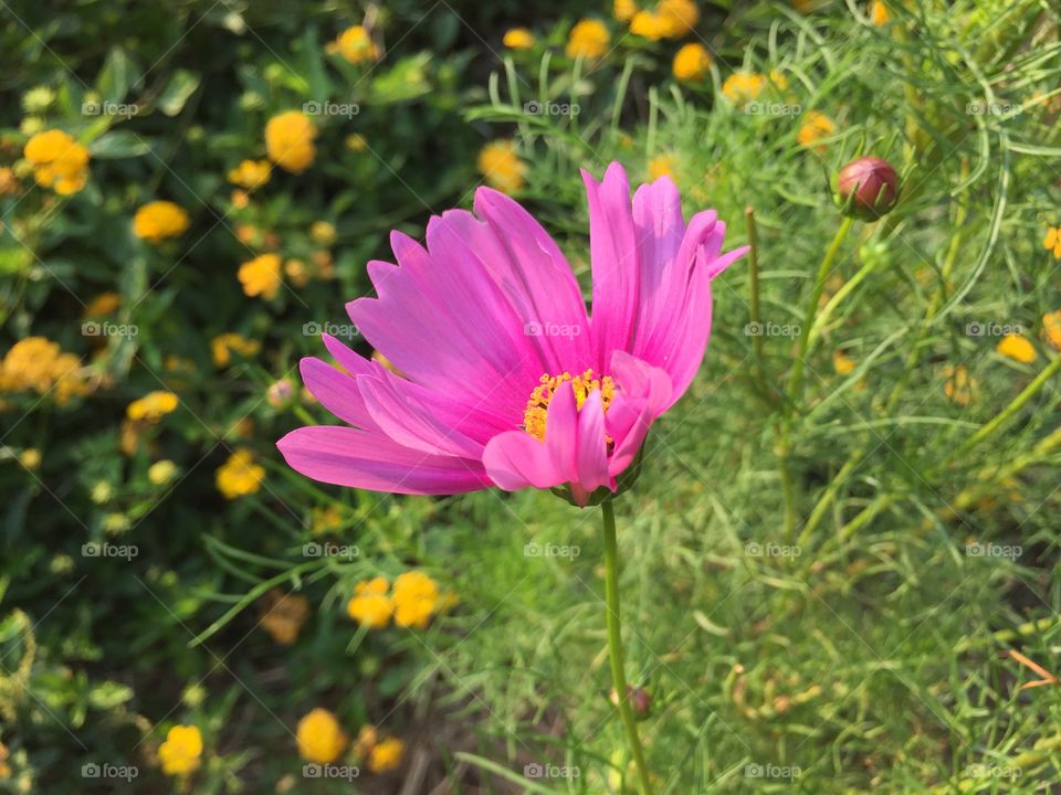 Pink flower - closeup