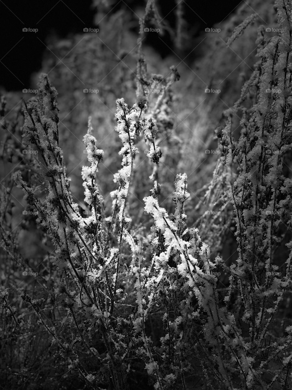 the first snow covered all the bushes and twigs
