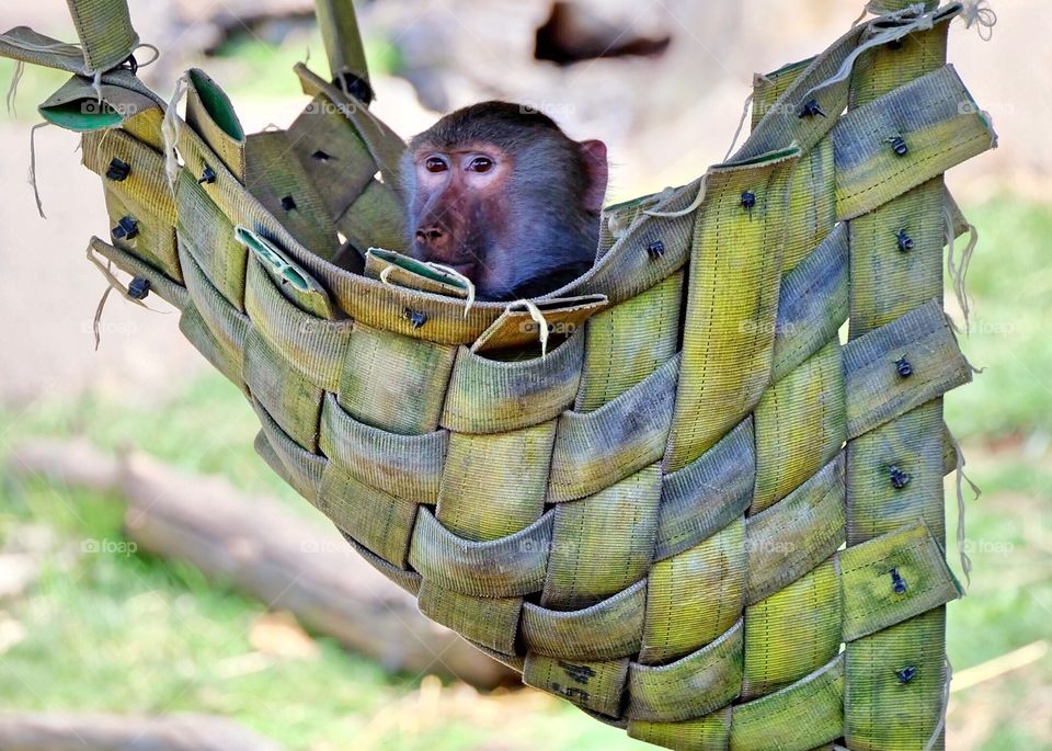 A cute little monkey chilling in his hammock at my local zoo. 