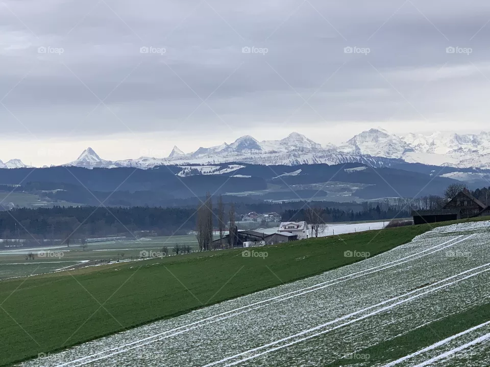 Swiss 