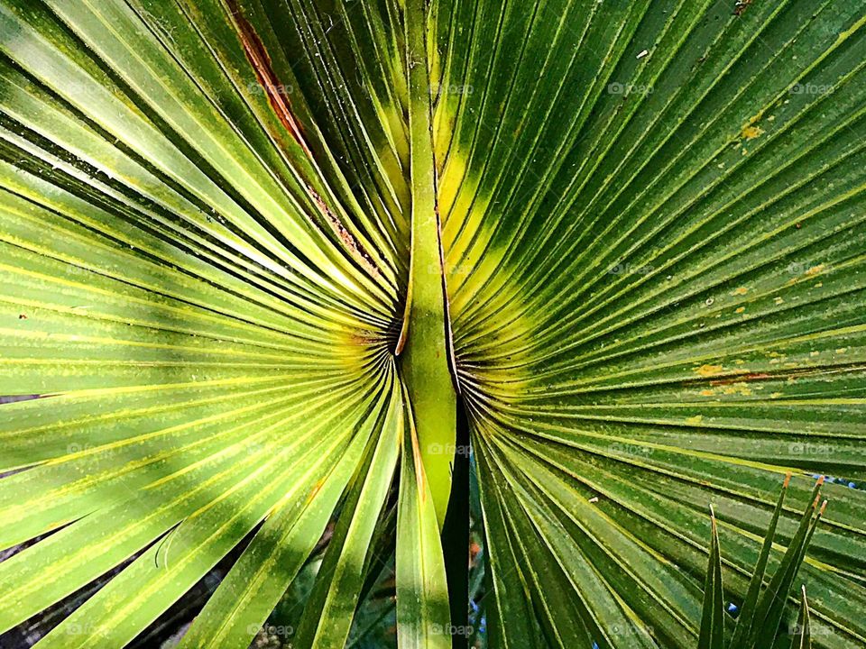 Palm frond-symmetry 