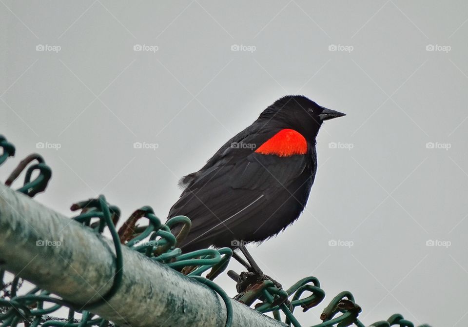 Red Wing Blackbird. Brilliant Plumage Of Male Red Wing Blackbird
