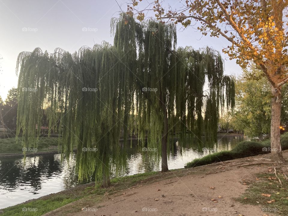 Willow at the pond in the evening 