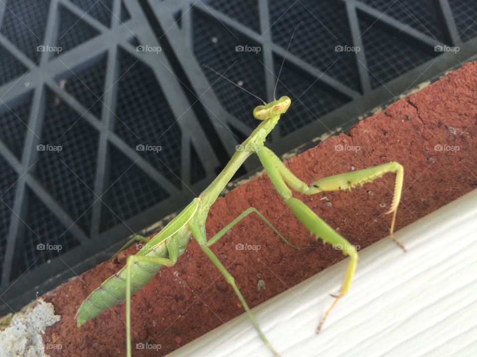 Praying mantis 