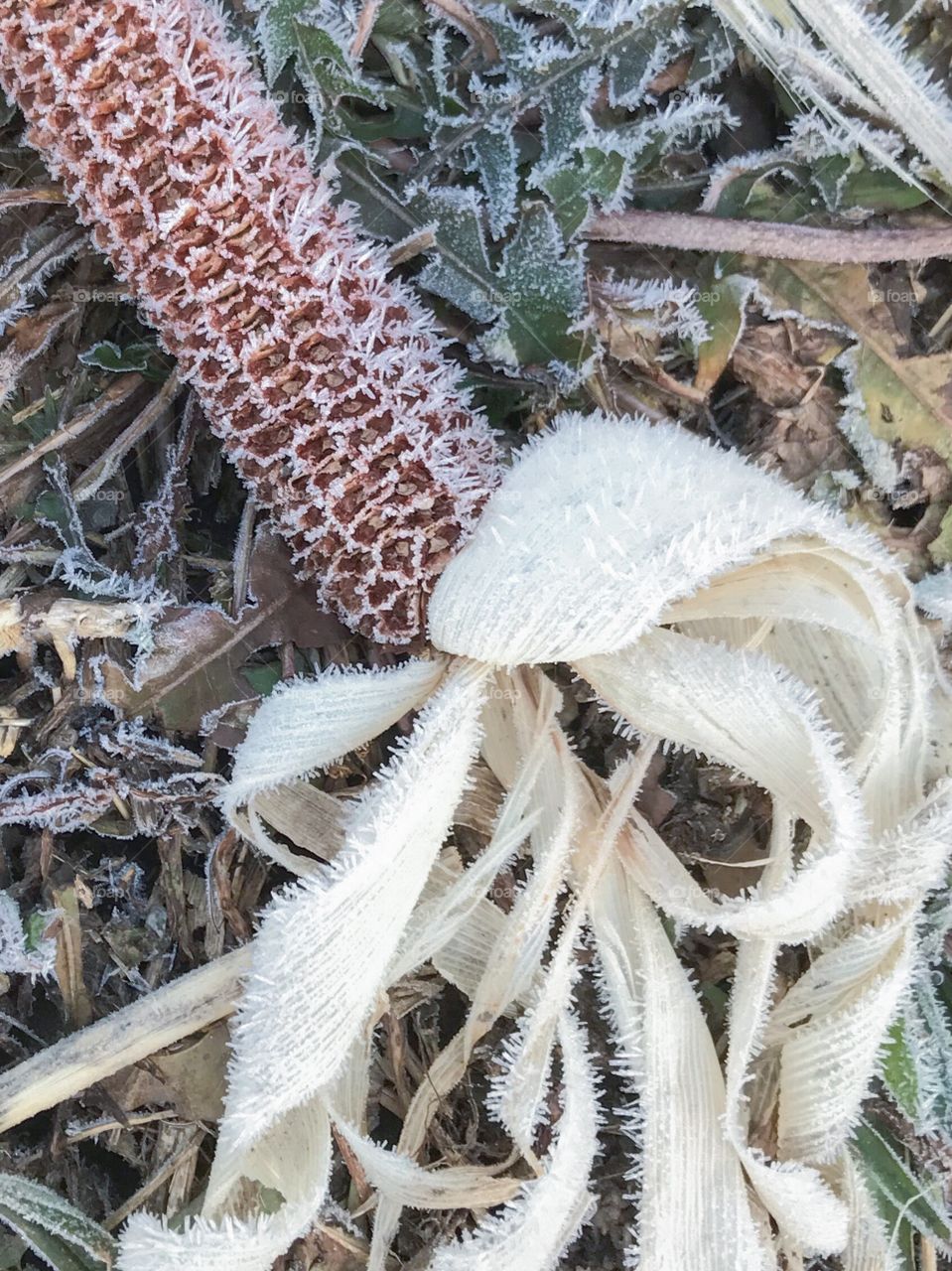 Frosted Corn