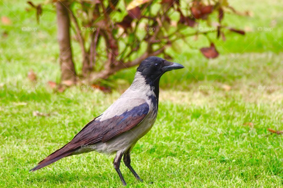 The Crow