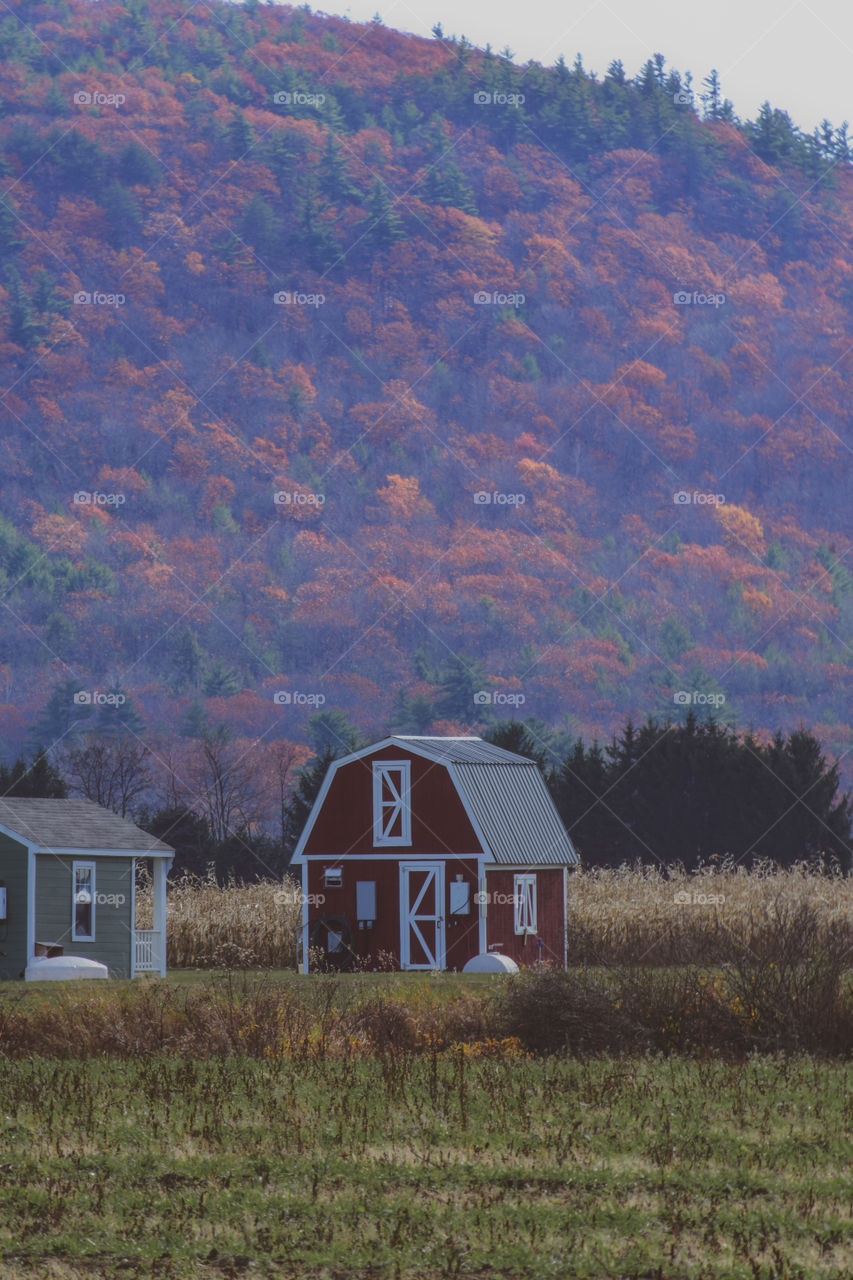 The background of this shot looks literally like Oil Painting! Nature is amazing! I was in awe in person!