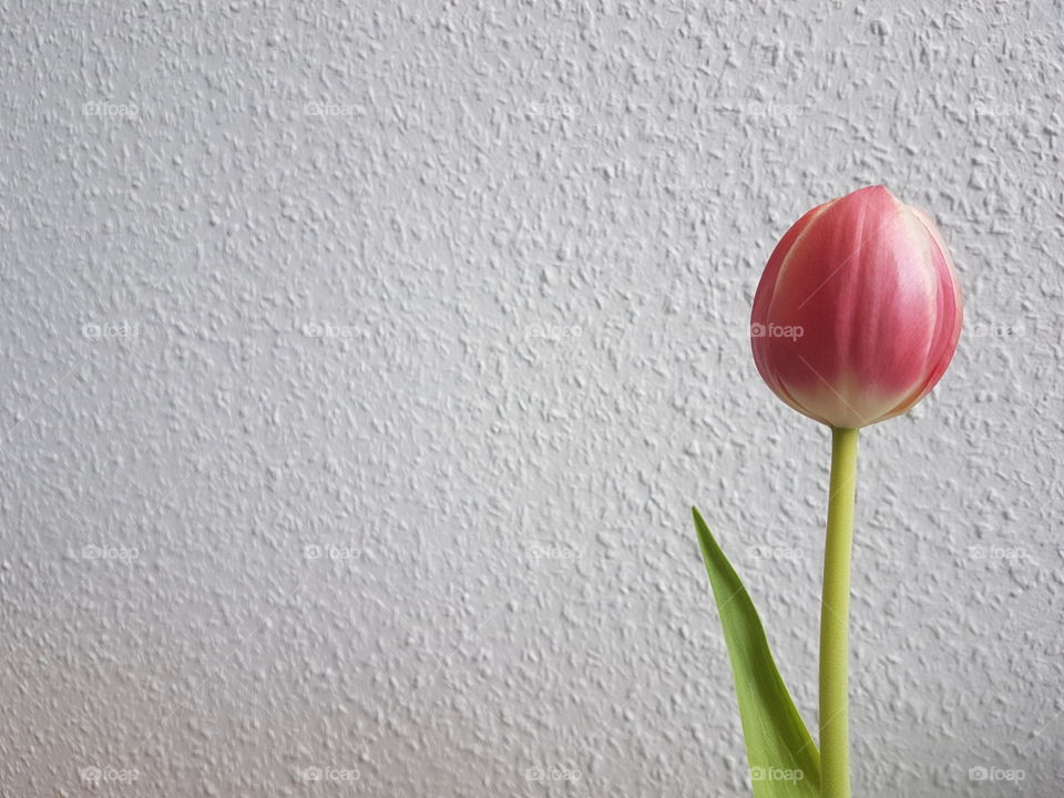 Single beautiful tulip.