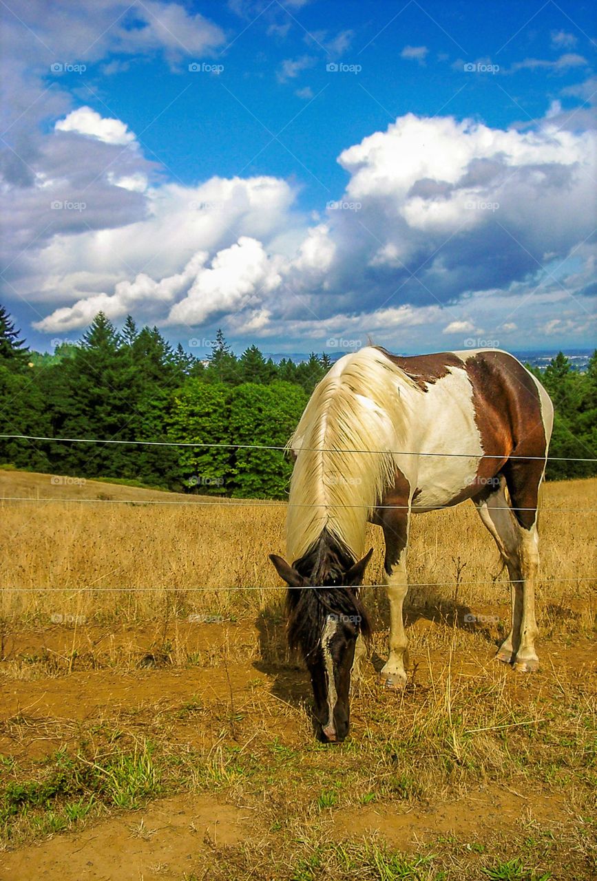Horse at fence line in field...willamette valley, McMinnville Oregon