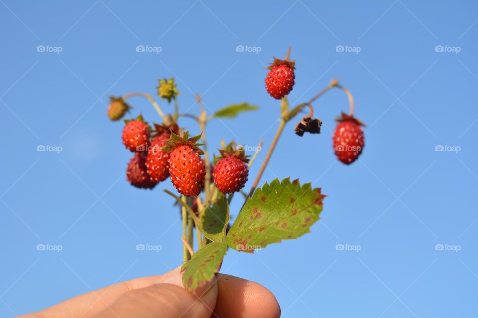 nature lovers wild strawberries on a branch in the hand blue background