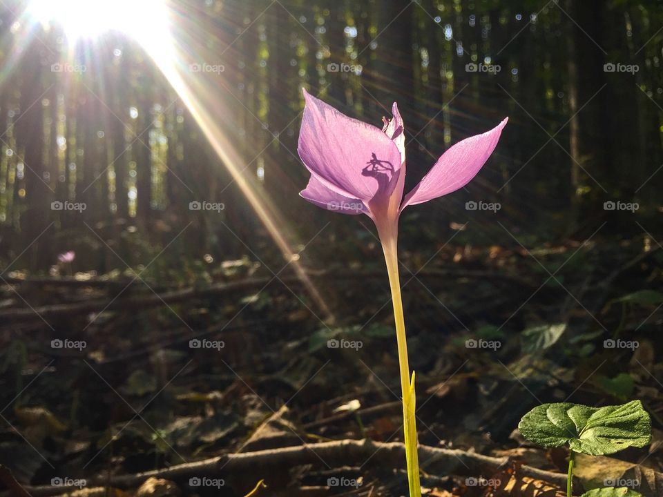 Sun rays on a single purple autumn crocus in the forest