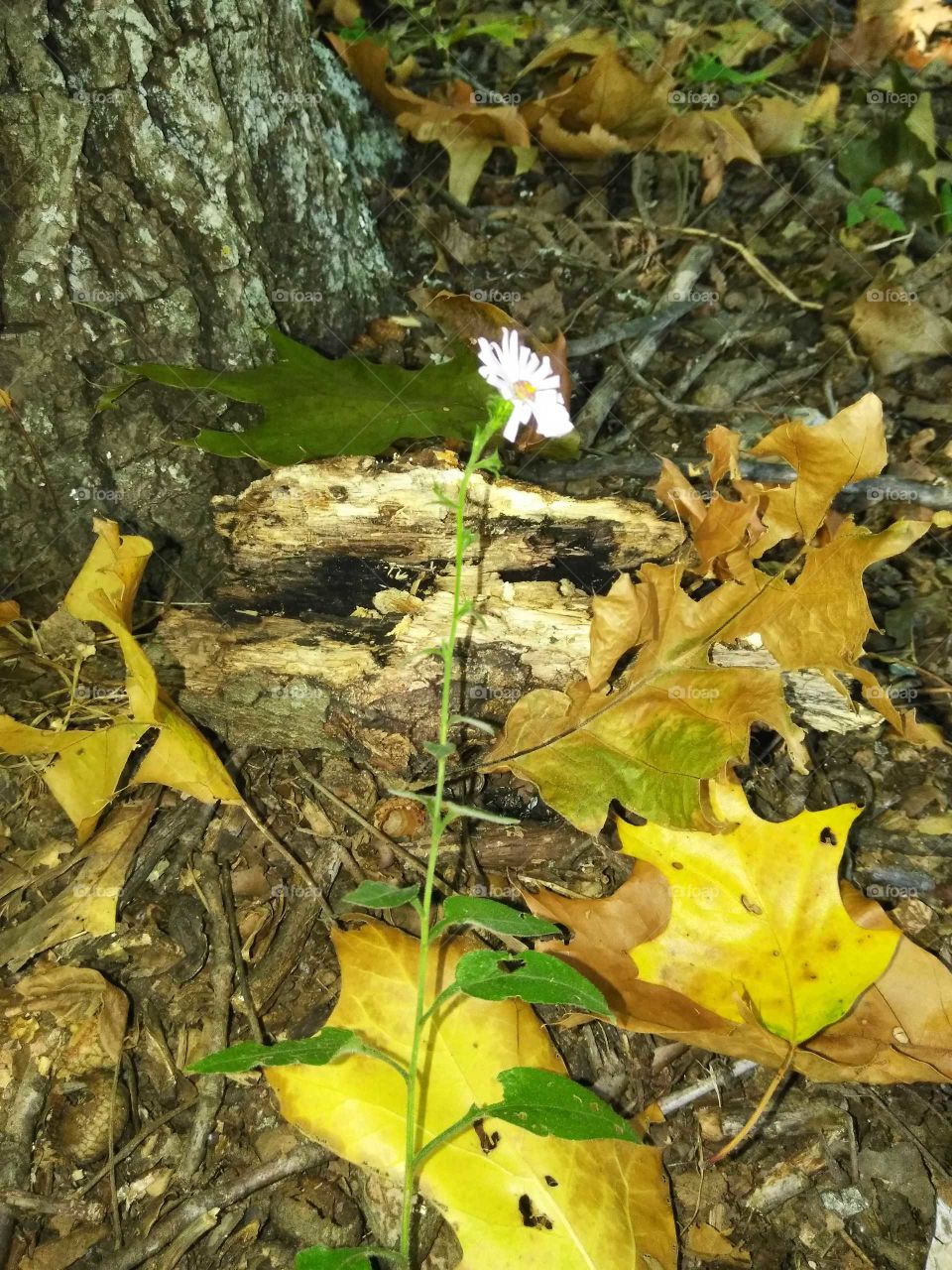 Beautiful fall and wild flower