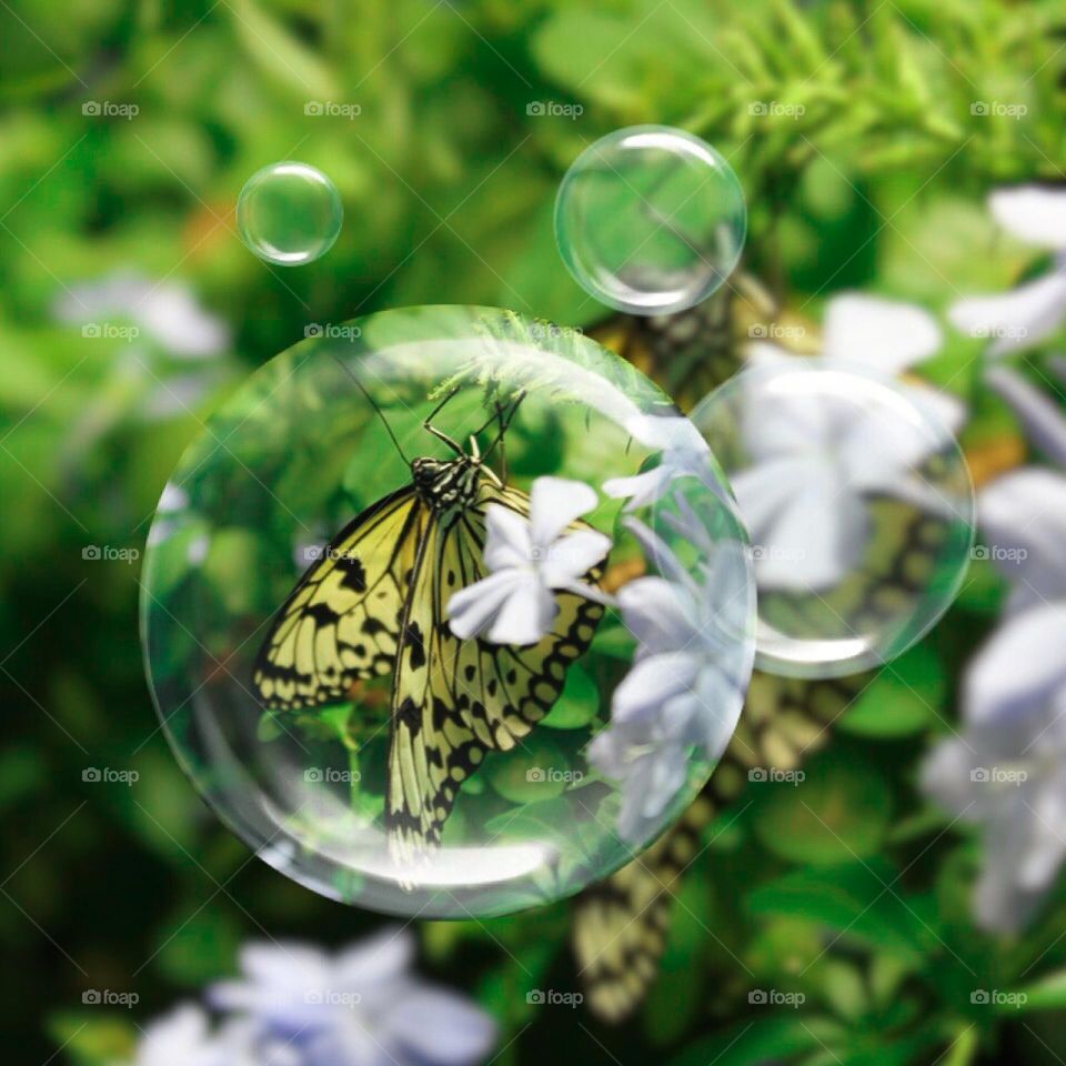 Butterfly in a bubble to save from covid 