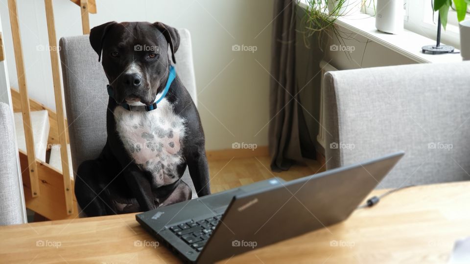 Dog working on the laptop 