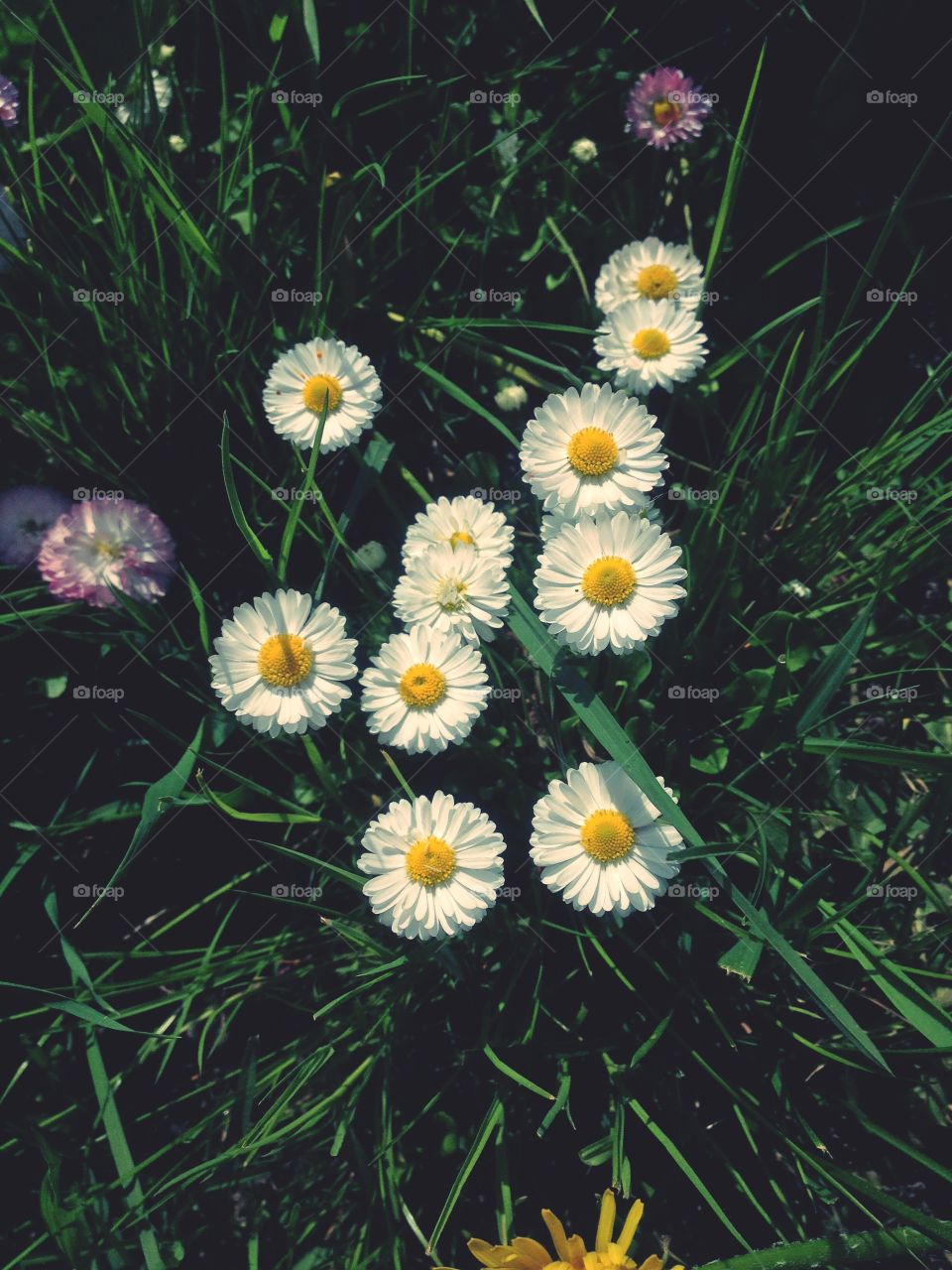 daisies in the garden